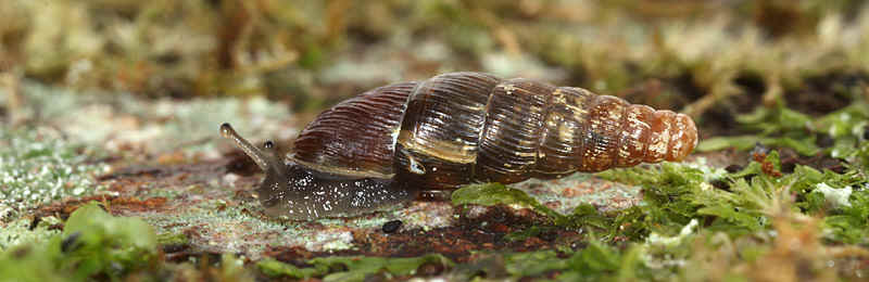 Cochlodina orthostoma © Ira Richling