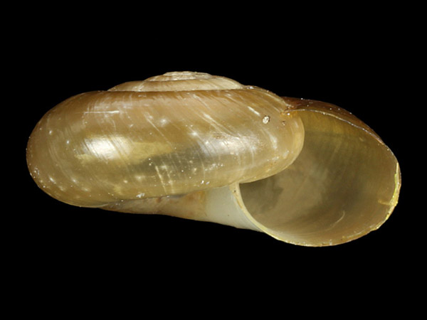 Aegopinella epipedostoma, Foto SMNS/ Ira Richling