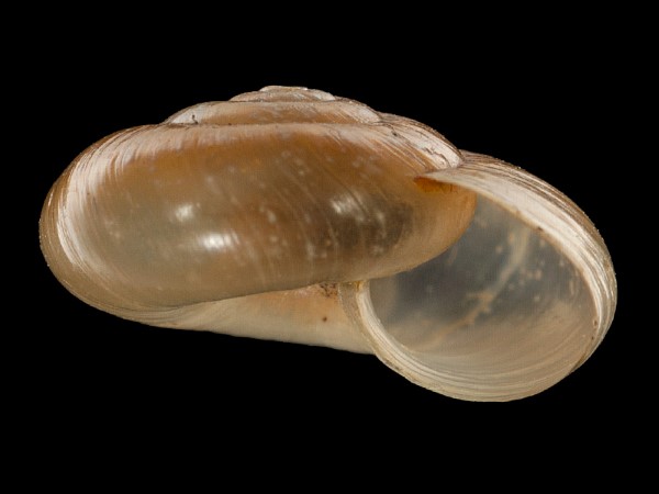 Aegopinella nitidula, Foto SMNS/ Mike Severns