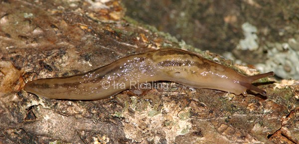 Ambigolimax valentianus, Foto_Ira_Richling