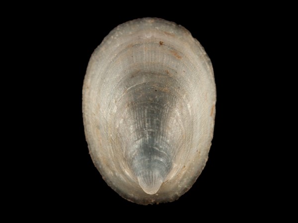 Ancylus fluviatilis, Foto SMNS/ Mike Severns