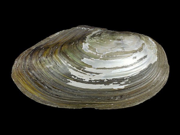 Anodonta cygnea, Foto SMNS/ Ira Richling
