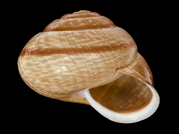 Arianta arbustorum, Foto SMNS/ Mike Severns