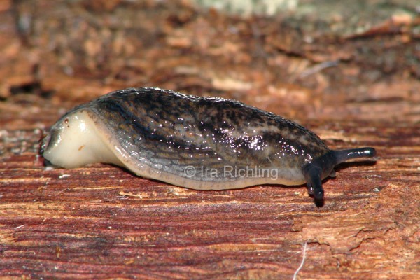 Arion (Carinarion) circumscriptus, Foto_Ira_Richling