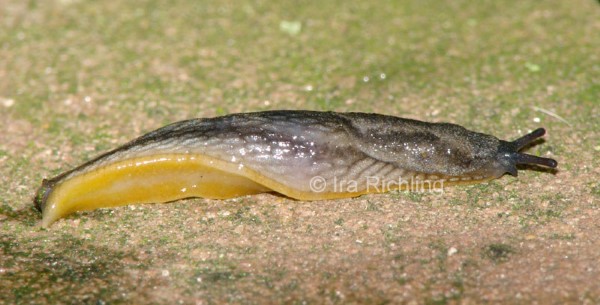 Arion (Kobeltia) hortensis, Foto_Ira_Richling