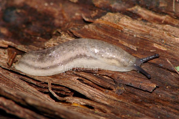 Arion (Carinarion) silvaticus, Foto_Ira_Richling