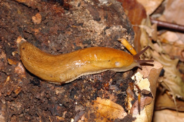 Arion (Mesarion) subfuscus, Foto_Ira_Richling