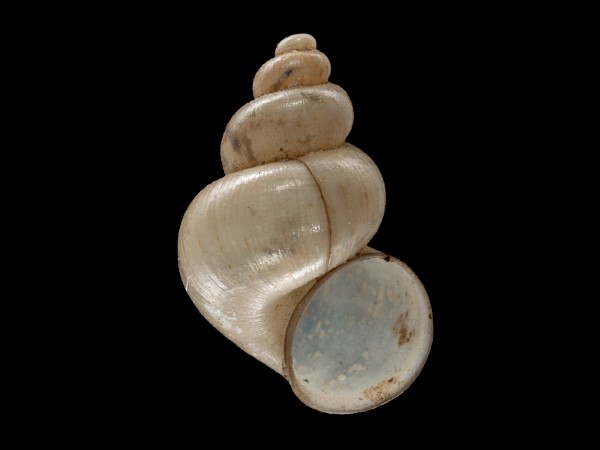 Bithynia leachii, Foto SMNS/ Mike Severns