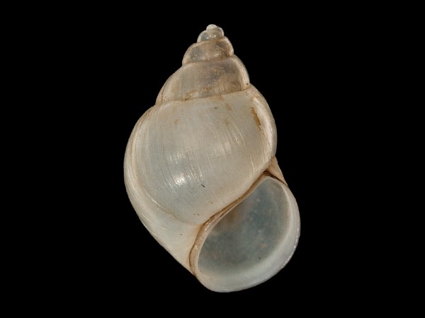 Bithynia tentaculata, Foto SMNS/ Mike Severns