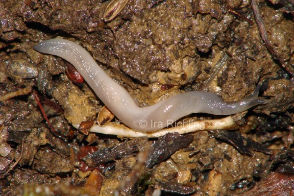 Boettgerilla pallens, Foto_Ira_Richling