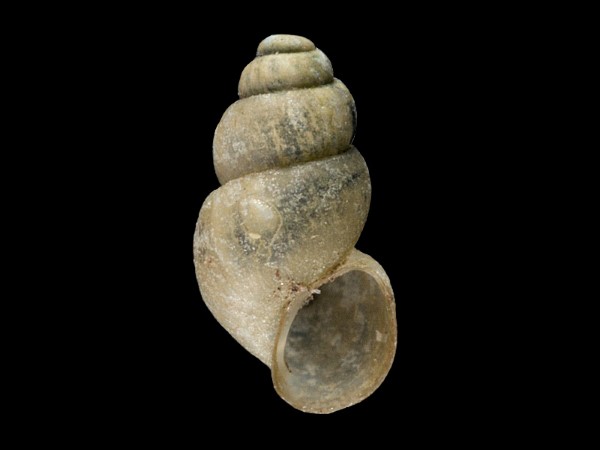 Bythinella bavarica, Foto SMNS/ Mike Severns