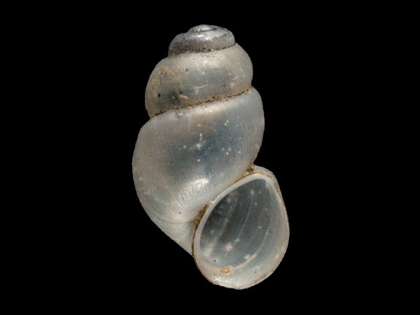 Bythinella dunkeri, Foto SMNS/ Mike Severns