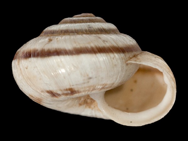 Candidula unifasciata, Foto SMNS/ Mike Severns