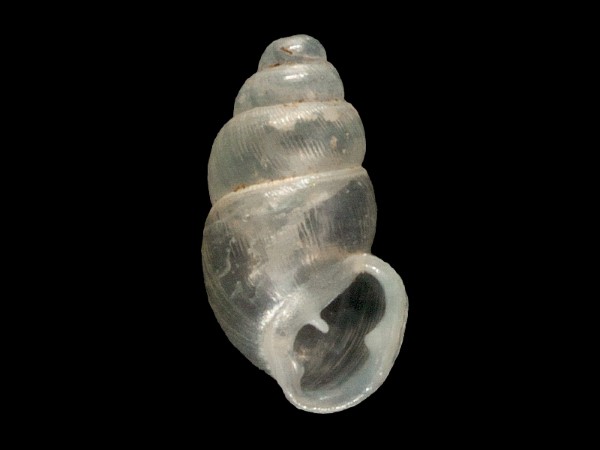 Carychium minimum, Foto SMNS/ Mike Severns