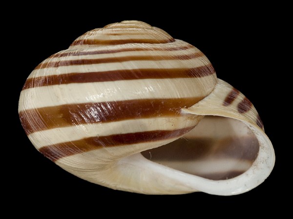 Cepaea hortensis, Foto SMNS/ Mike Severns