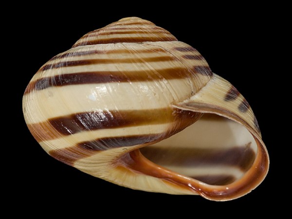 Cepaea nemoralis, Foto SMNS/ Mike Severns