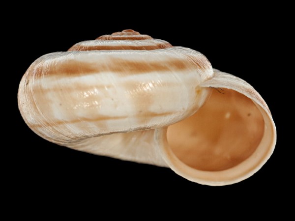 Cernuella neglecta, Foto SMNS/ Mike Severns