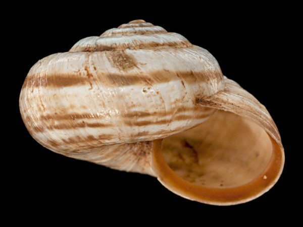 Cernuella virgata, Foto SMNS/ Mike Severns