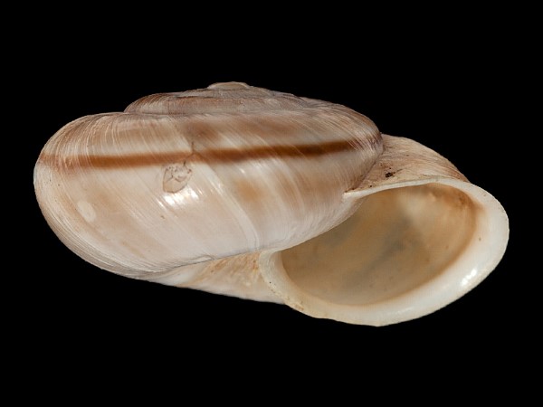 Chilostoma cingulatum , Foto SMNS/ Mike Severns