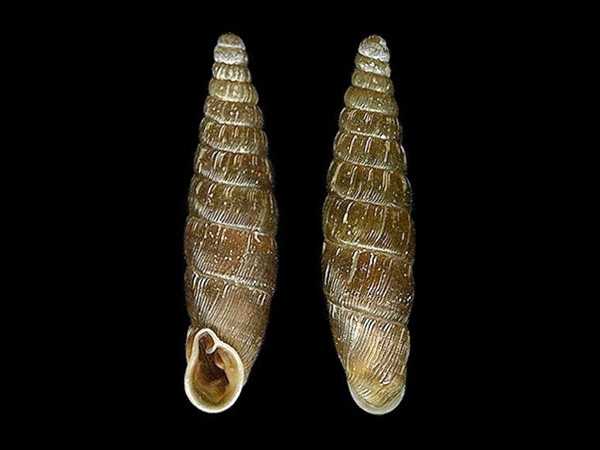 Clausilia bidentata , Foto Otto Eckert