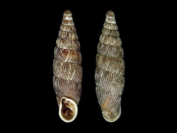 Clausilia cruciata , Foto Otto Eckert