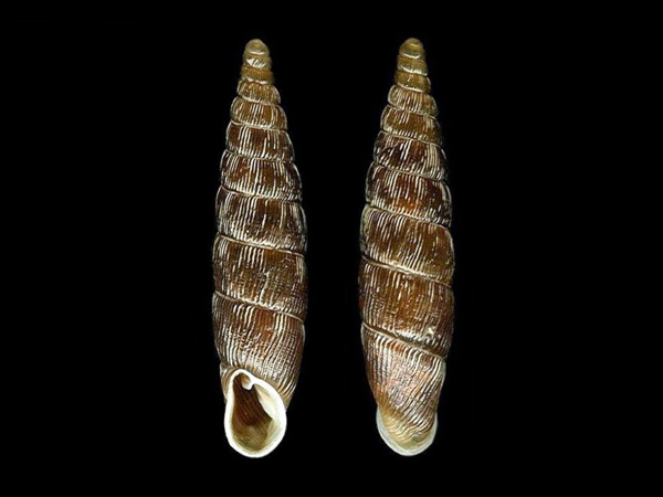 Clausilia dubia , Foto Otto Eckert