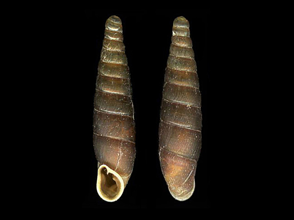 Clausilia rugosa parvula, Foto Otto Eckert