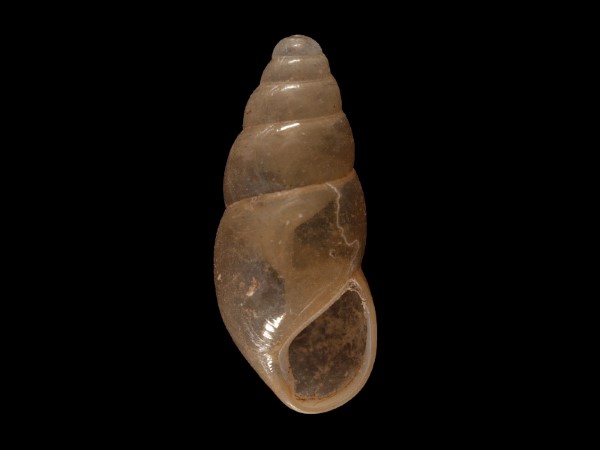 Cochlicopa lubrica, Foto SMNS/ Mike Severns
