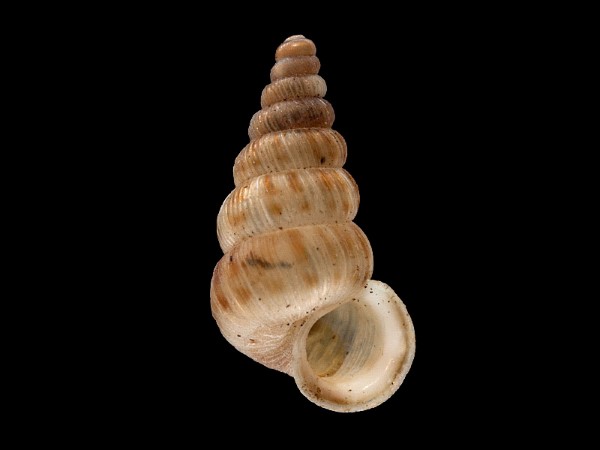 Cochlostoma septemspirale , Foto SMNS/ Mike Severns