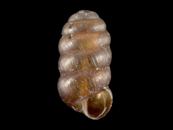 Columella columella, Foto SMNS/ Mike Severns