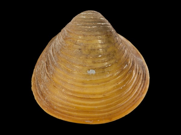 Corbicula fluminalis, Foto SMNS/ Mike Severns