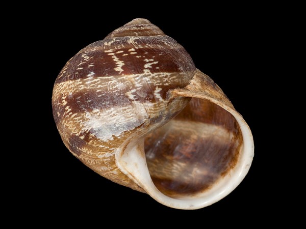 Cornu aspersum, Foto SMNS/ Mike Severns