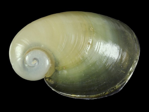 Daudebardia brevipes, Foto SMNS/ Ira Richling