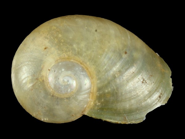 Daudebardia rufa, Foto SMNS/ Ira Richling