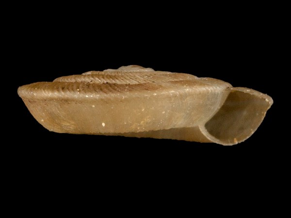 Discus perspectivus, Foto SMNS/ Mike Severns