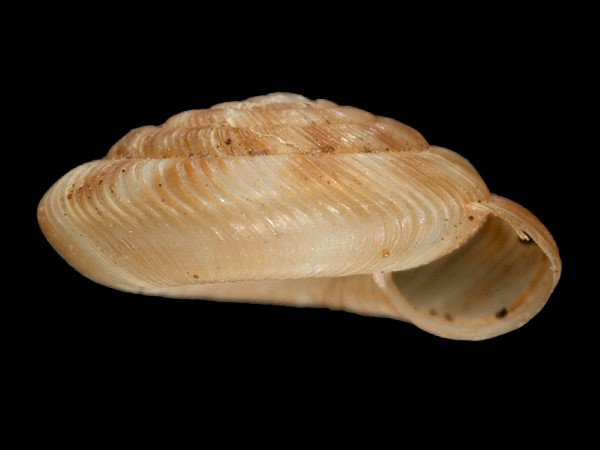 Discus rotundatus, Foto SMNS/ Mike Severns