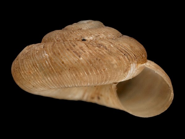 Discus ruderatus, Foto SMNS/ Mike Severns