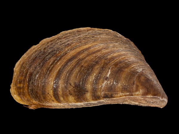 Dreissena polymorpha, Foto SMNS/ Mike Severns