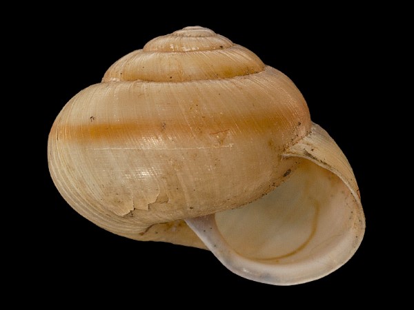 Fruticicola fruticum, Foto SMNS/ Mike Severns