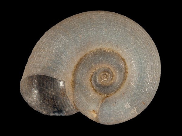 Gyraulus albus, Foto SMNS/ Mike Severns