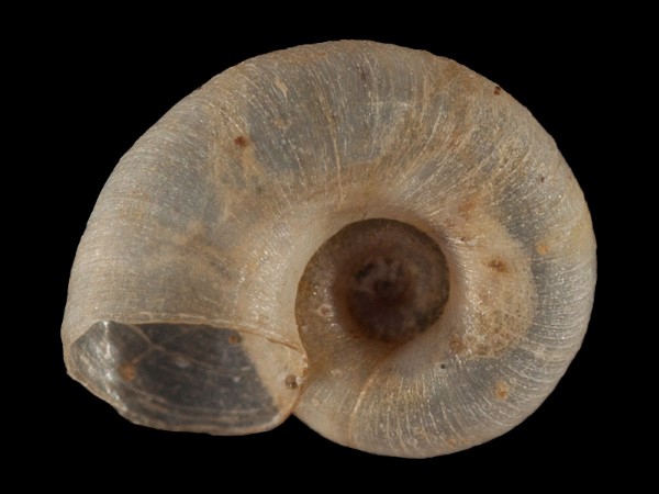 Gyraulus crista, Foto SMNS/ Mike Severns