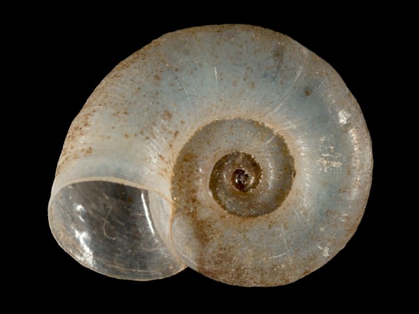 Gyraulus laevis, Foto SMNS/ Mike Severns