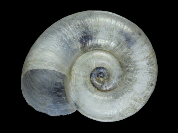 Gyraulus parvus, Foto SMNS/ Ira Richling