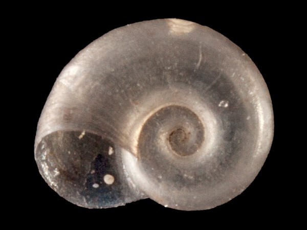 Gyraulus riparius, Foto SMNS/ Mike Severns