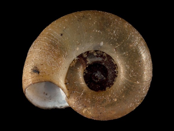 Gyraulus rossmaessleri, Foto SMNS/ Mike Severns