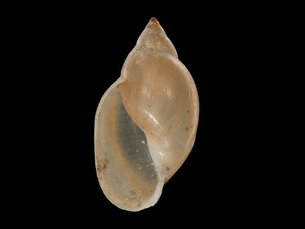 Haitia acuta, Foto SMNS/ Mike Severns