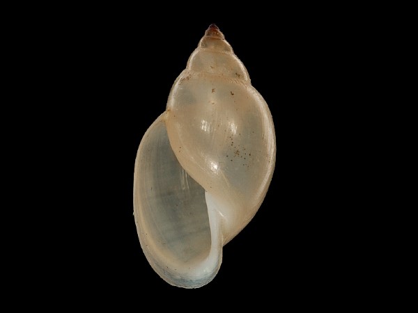 Haitia heterostropha, Foto SMNS/ Mike Severns