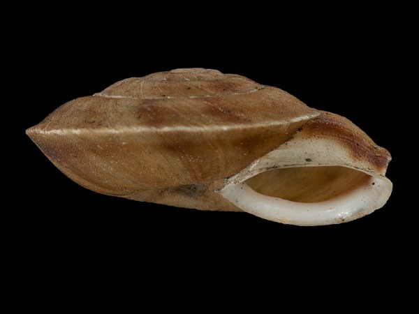 Helicigona lapicida, Foto SMNS/ Mike Severns