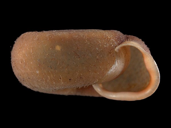 Helicodonta obvoluta, Foto SMNS/ Mike Severns