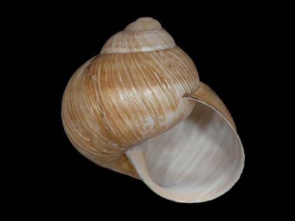 Helix pomatia, Foto SMNS/ Mike Severns